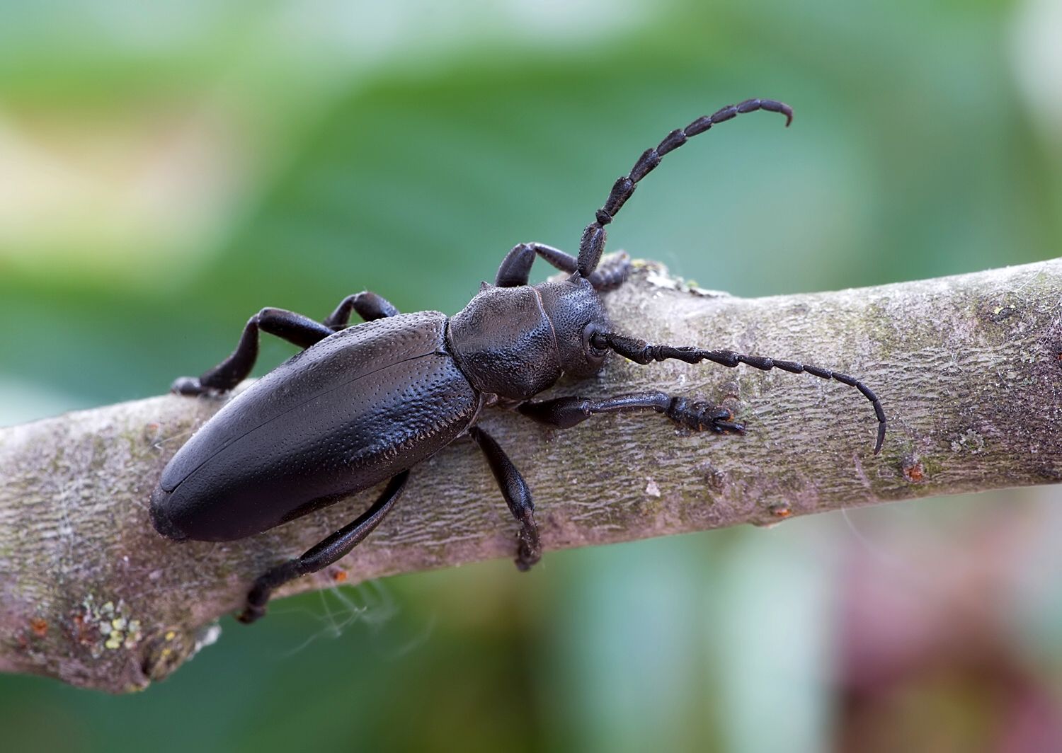 Carinatodorcadion aethiops