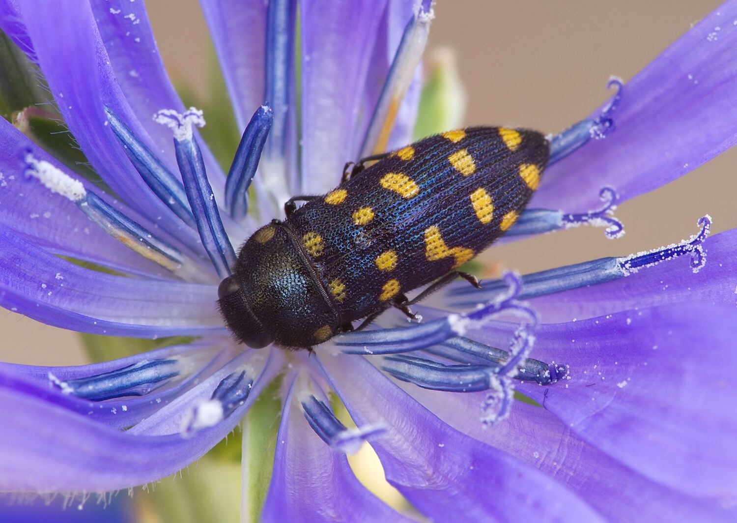 Acmaeodera degener