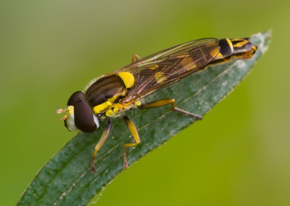 Sphaerophoria rueppelli