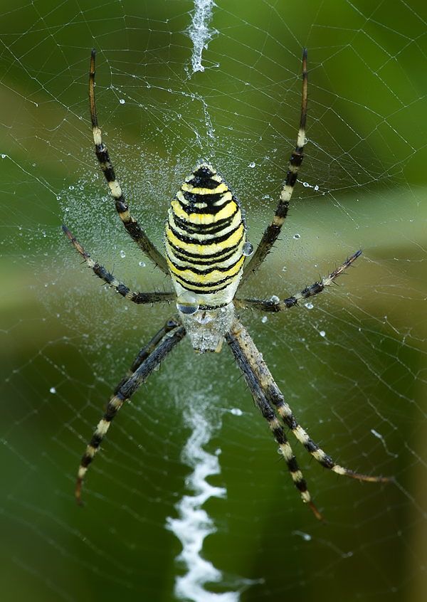 Argiope bruennichi