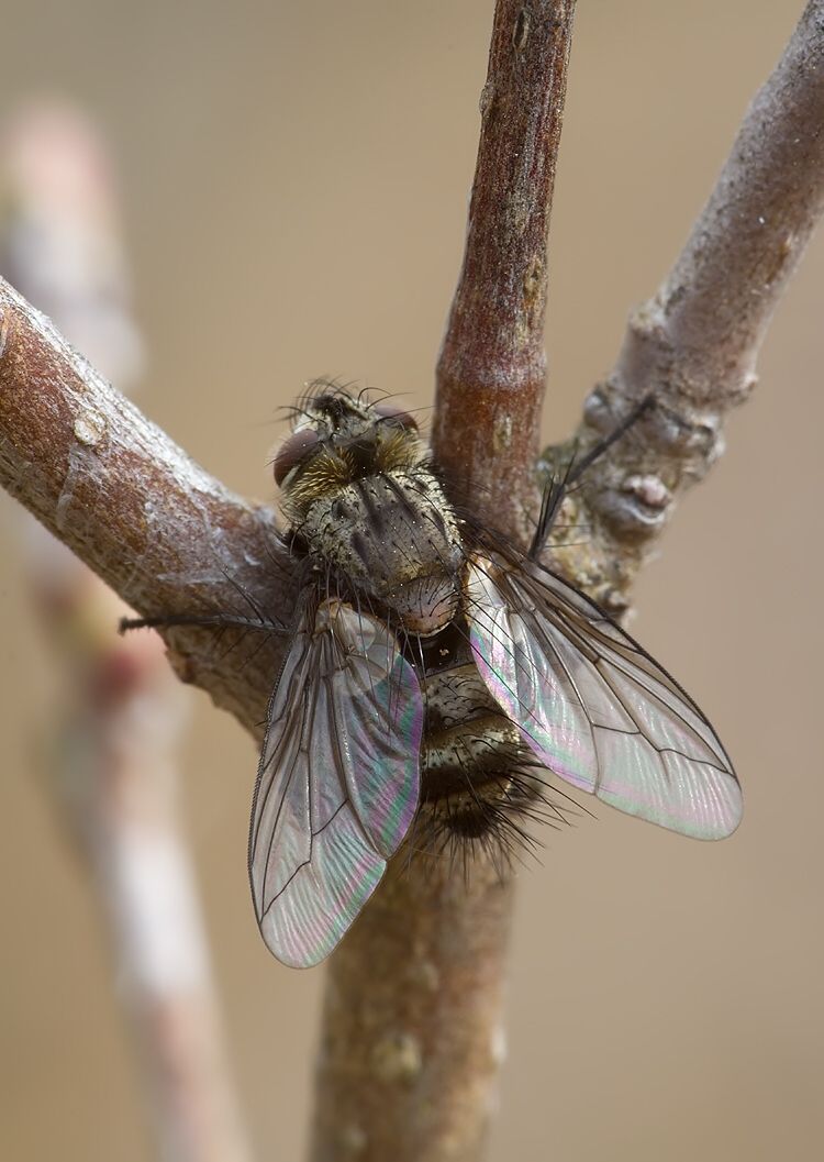 Parasetigena silvestris