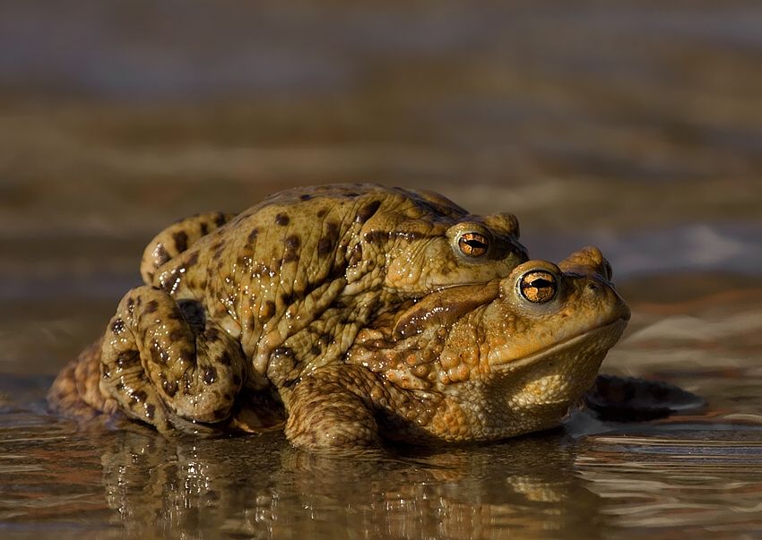 Bufo bufo