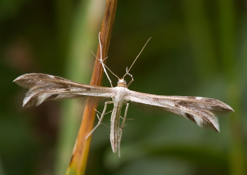 Calyciphora nephelodactyla
