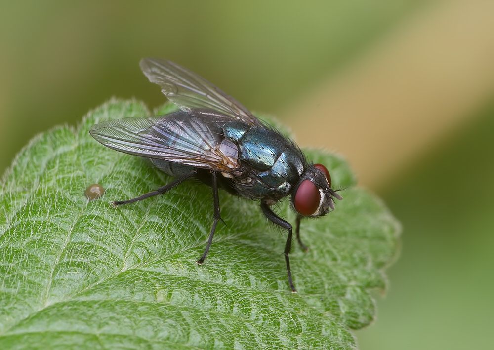 Eudasyphora cyanicolor