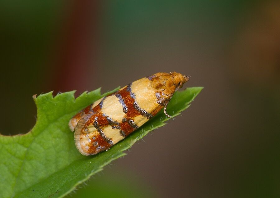 Aethes tesserana