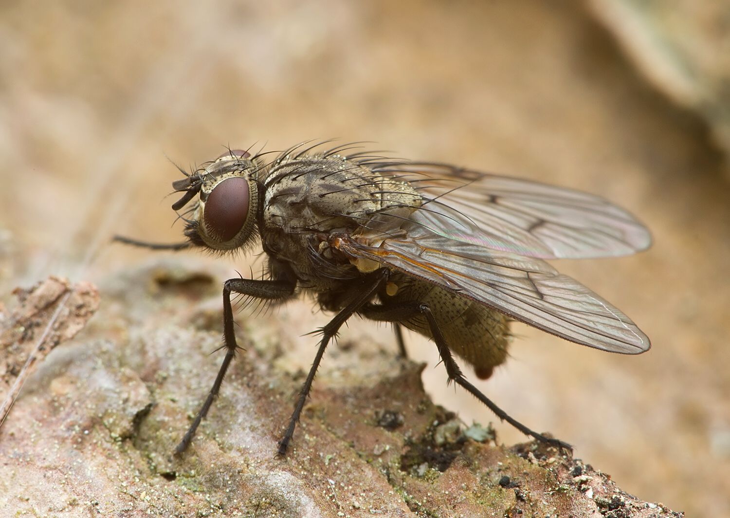 Phaonia trimaculata