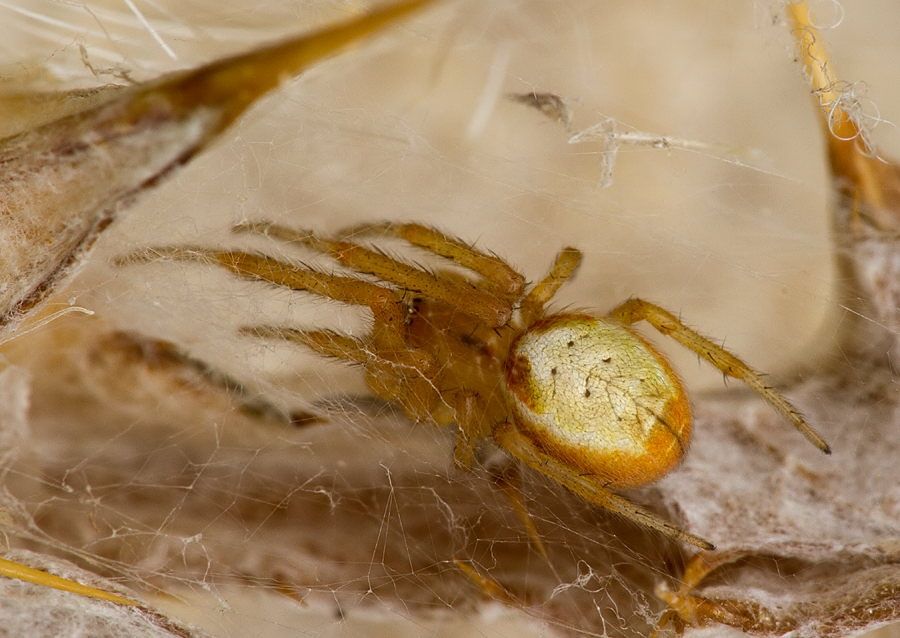 Zygiella cf. keyserlingi