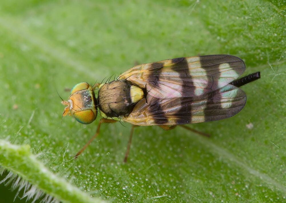 Urophora terebrans