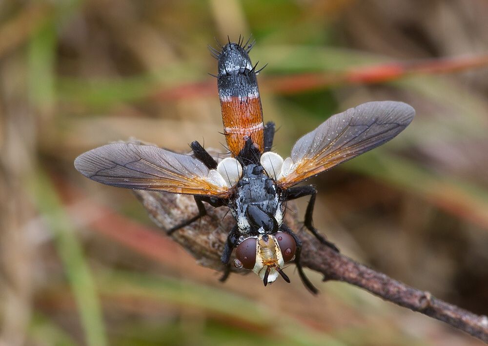 Cylindromyia intermedia
