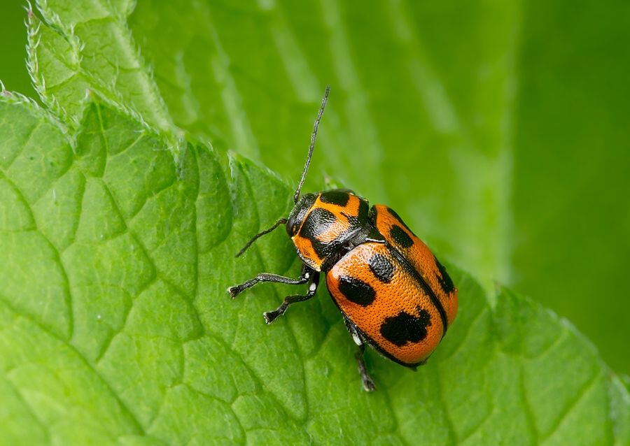 Cryptocephalus sexpunctatus