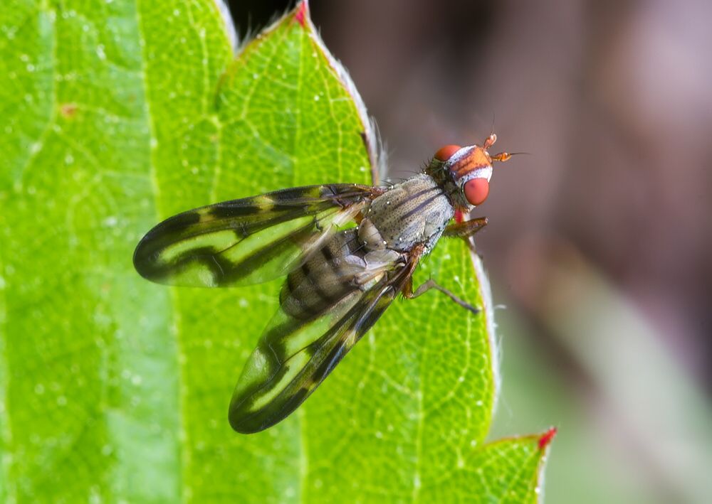 Otites lamed