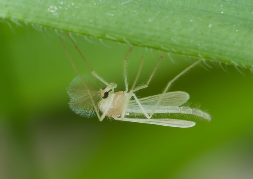 Chironomus plumosus