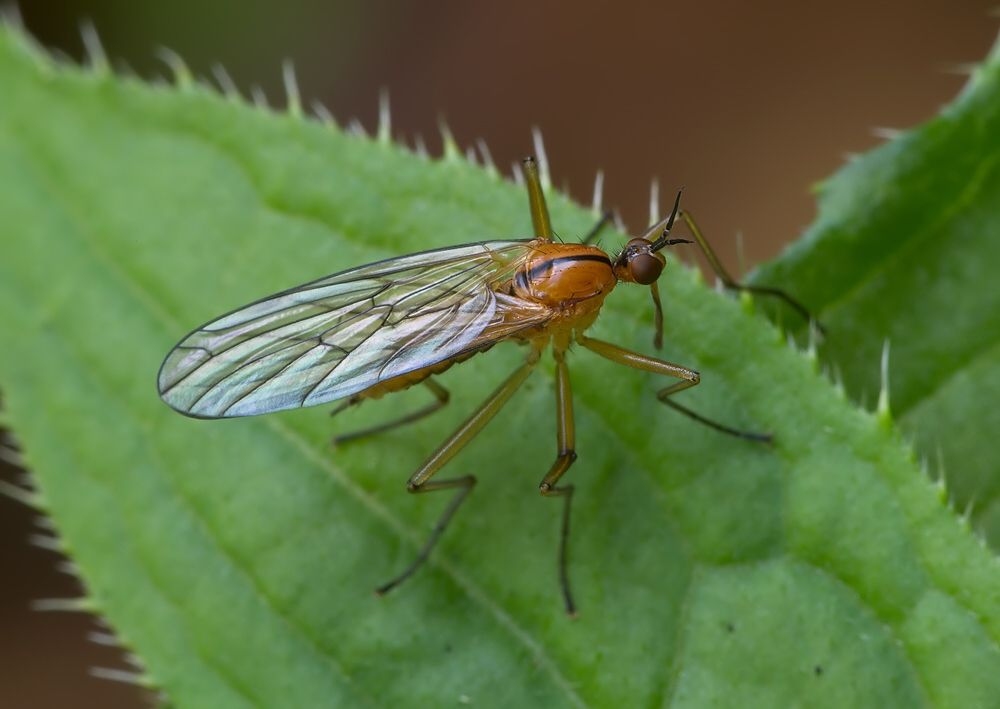 Empis stercorea