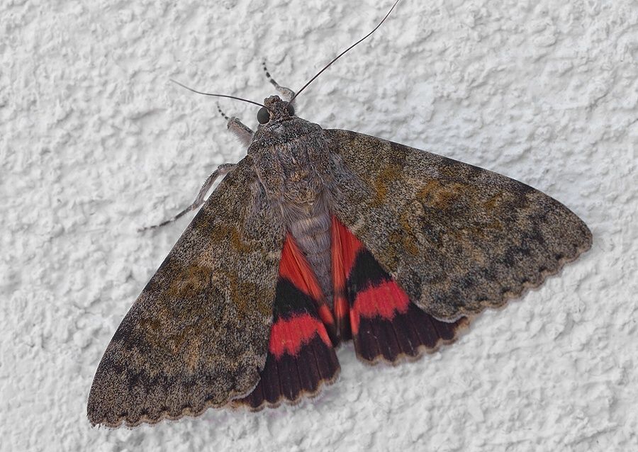 Catocala elocata