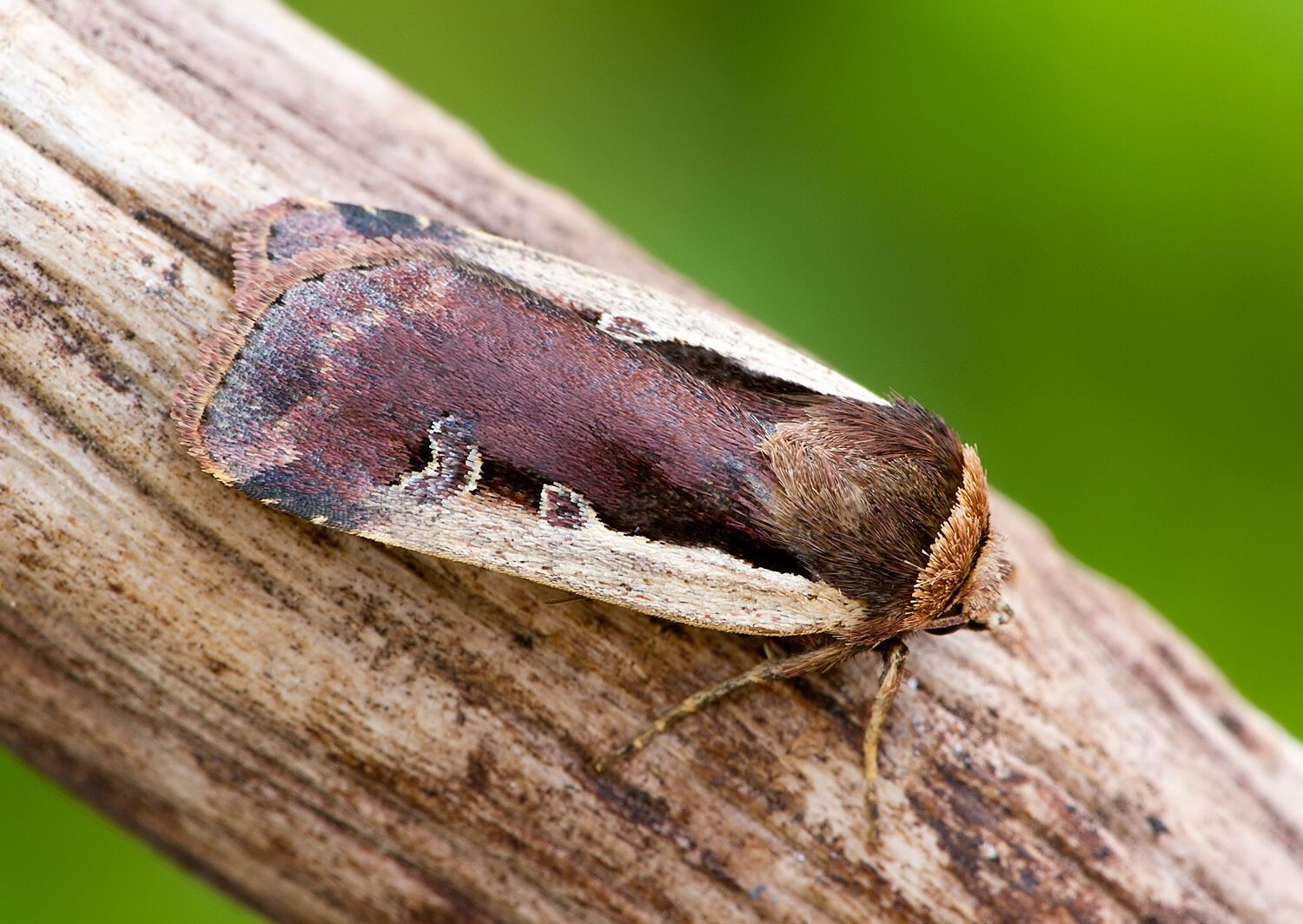 Ochropleura plecta
