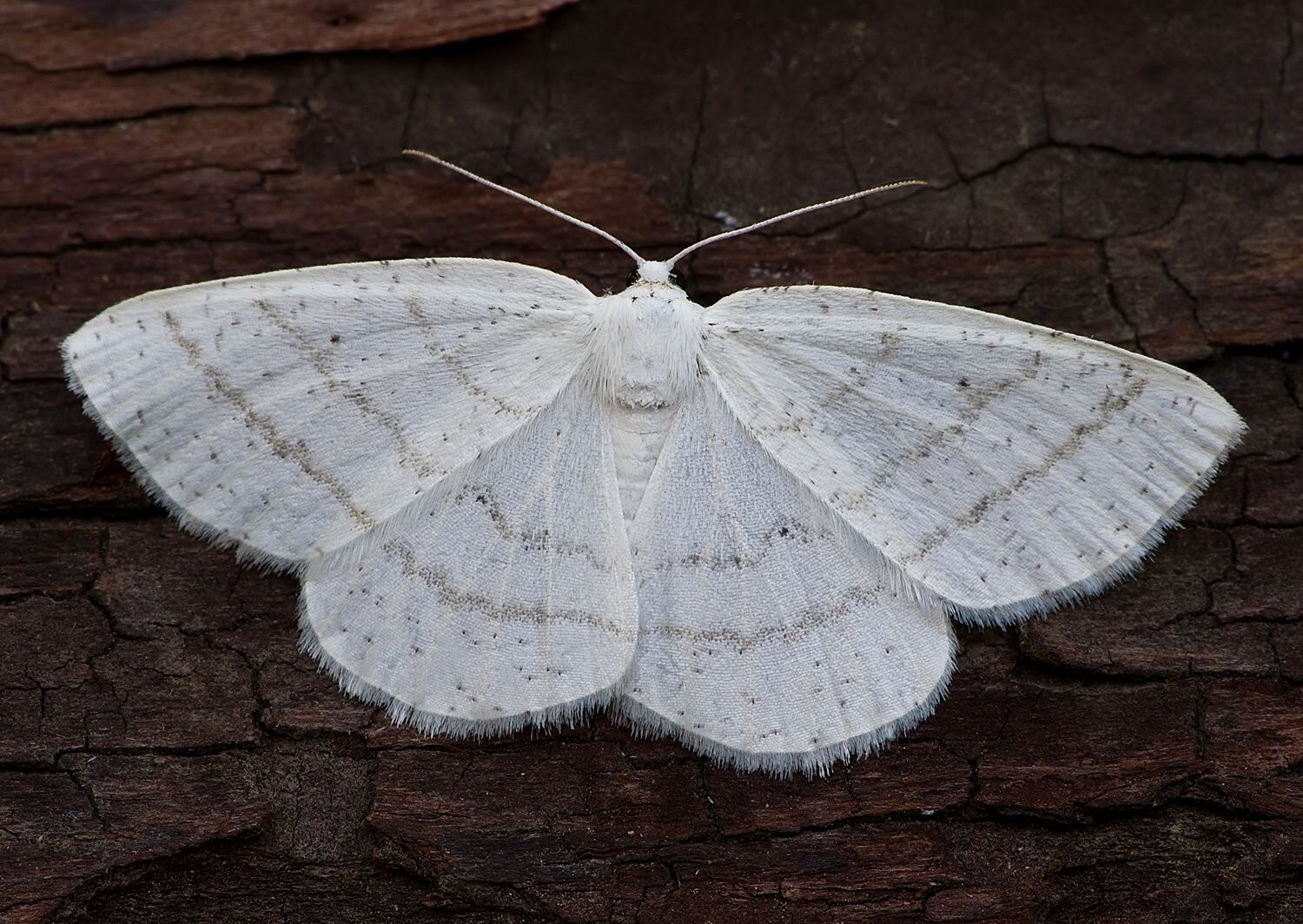 Cabera pusaria