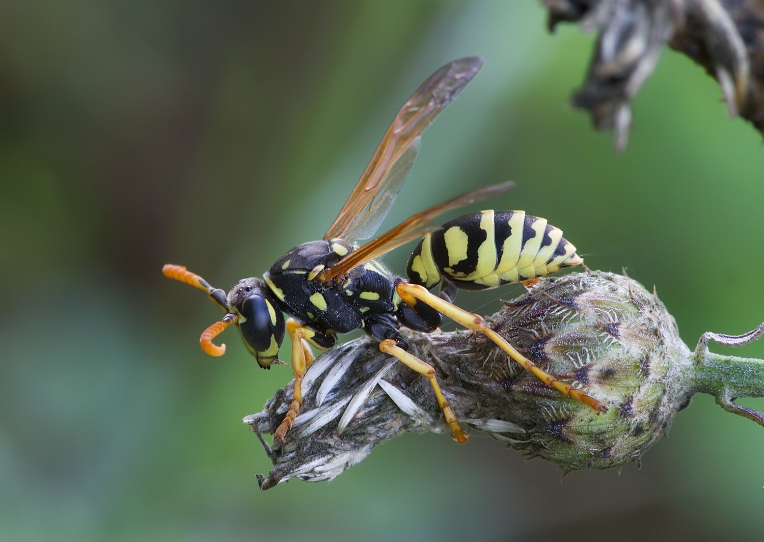 Polistes nimphus