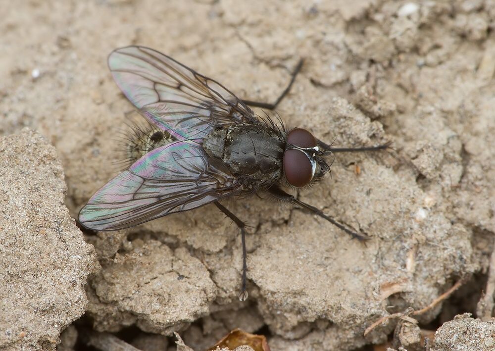 Helina latitarsis