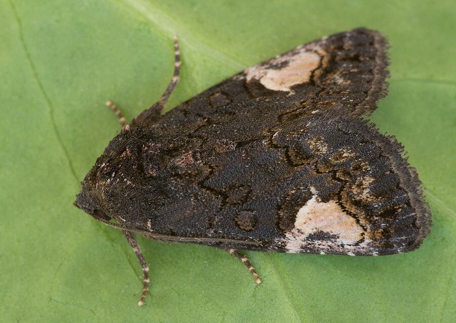 Aedia funesta