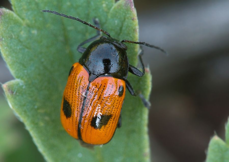 Cryptocephalus bipunctatus