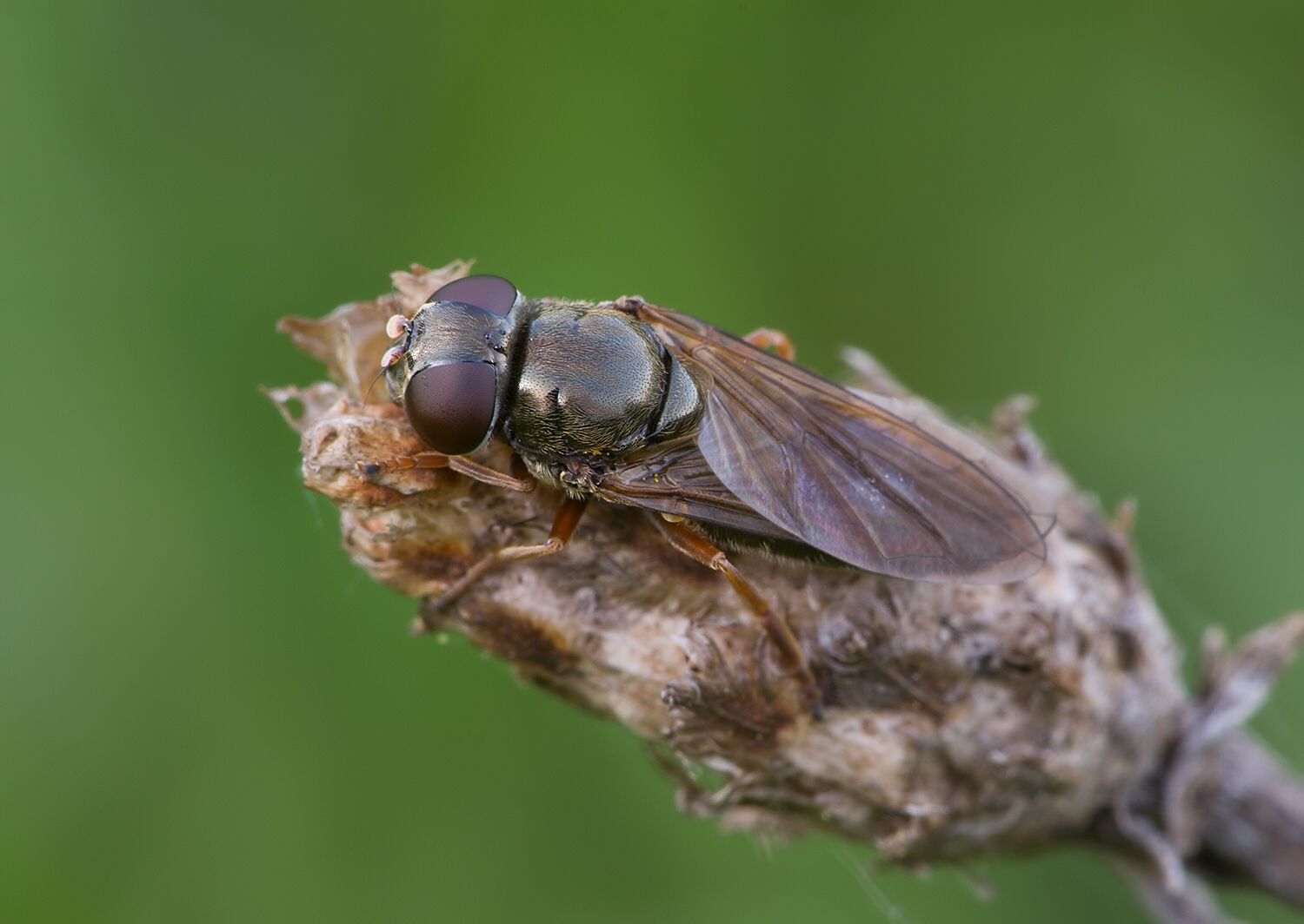 Cheilosia flavipes