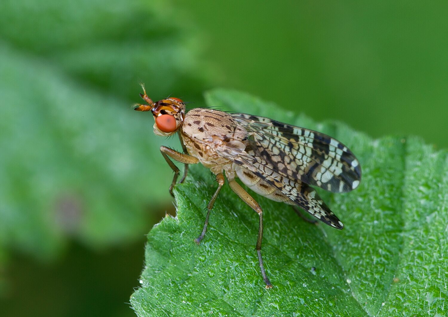 Euthycera chaerophylli