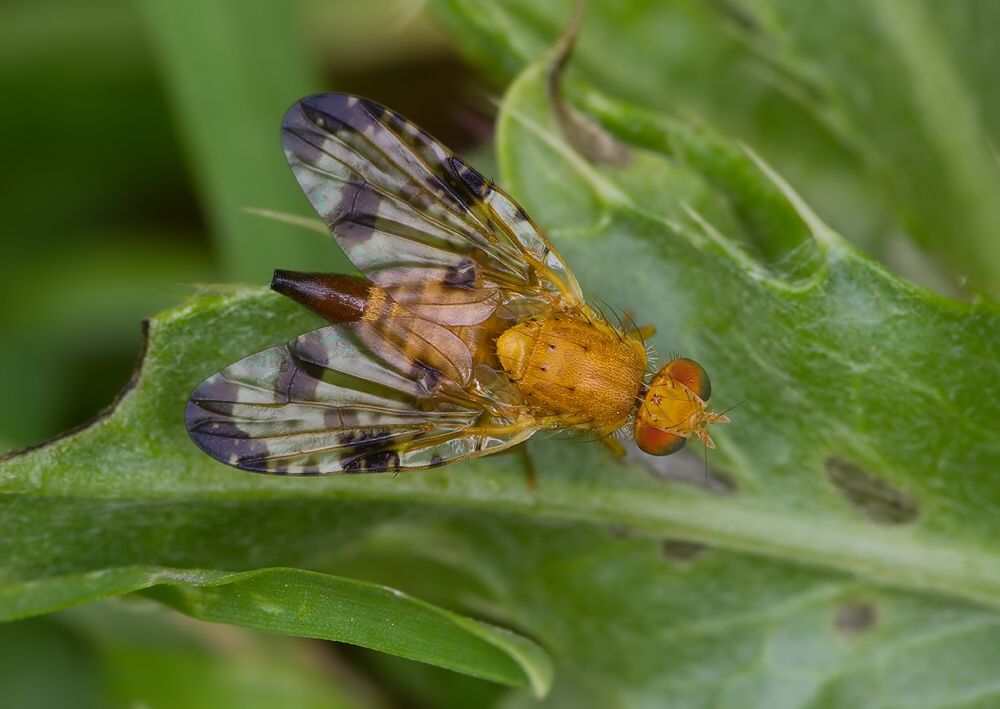 Xyphosia miliaria