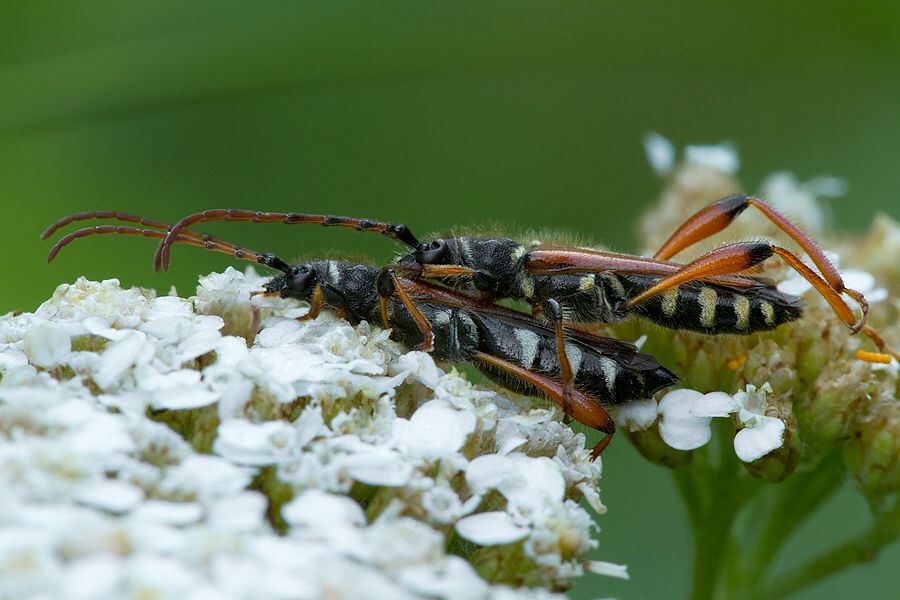 Stenopterus rufus