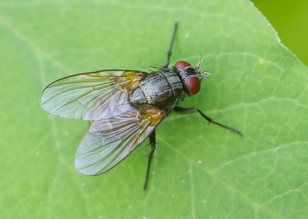 Emmesomyia socia