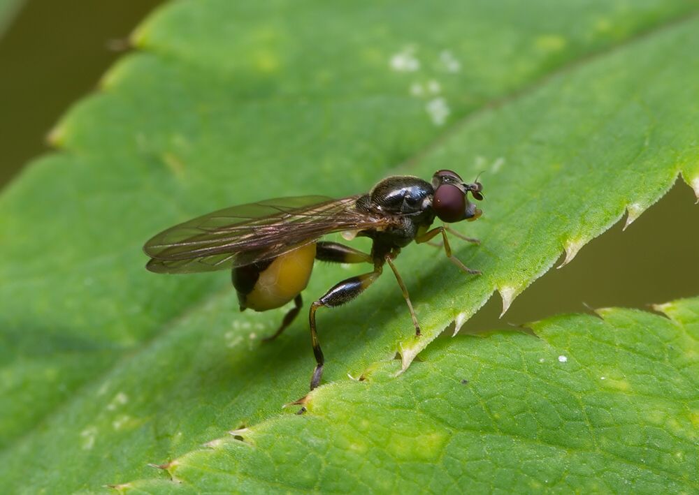 Sphegina montana
