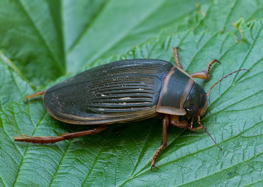 Dytiscus marginalis