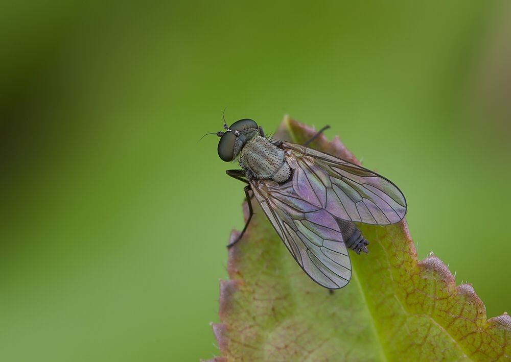 Symphoromyia immaculata