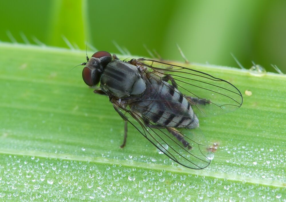 Lindneromyia dorsalis