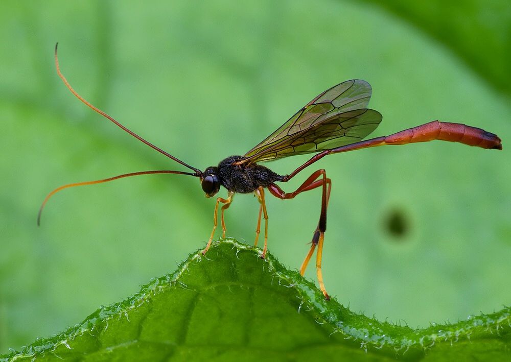Atrometus insignis