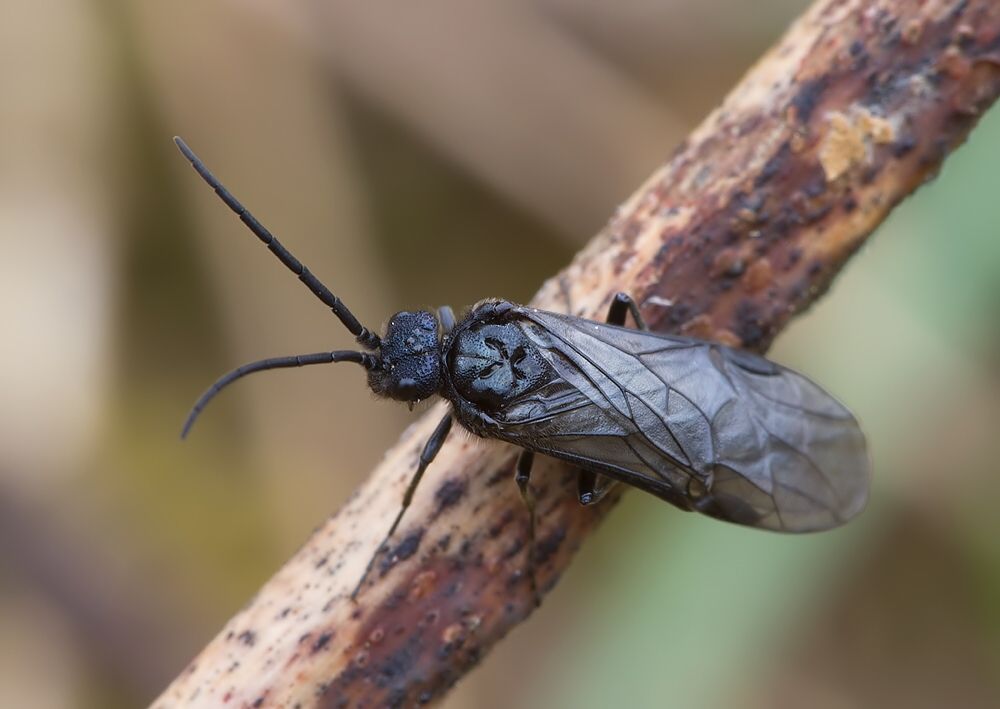 Phymatocera aterrima