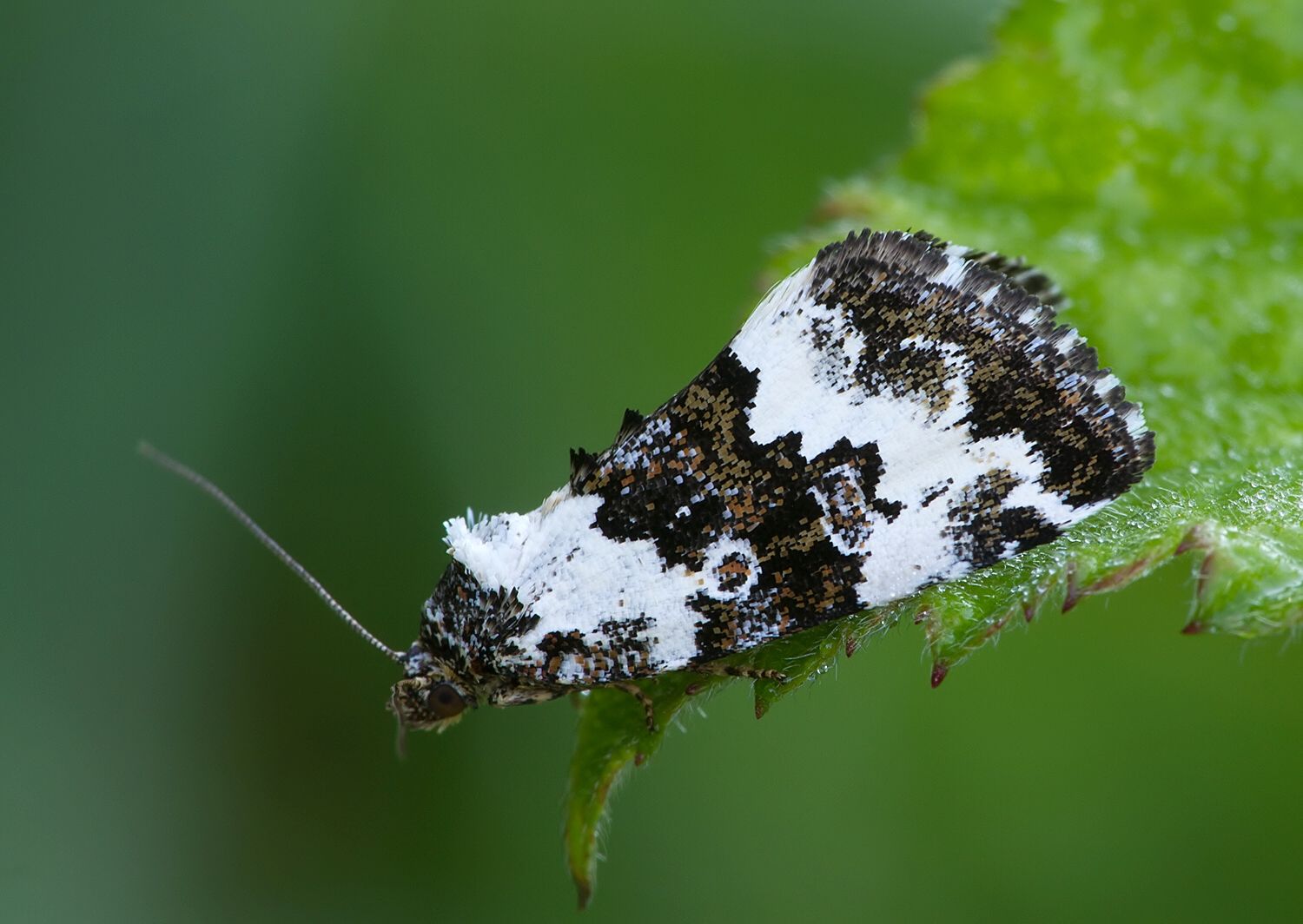 Deltote deceptoria