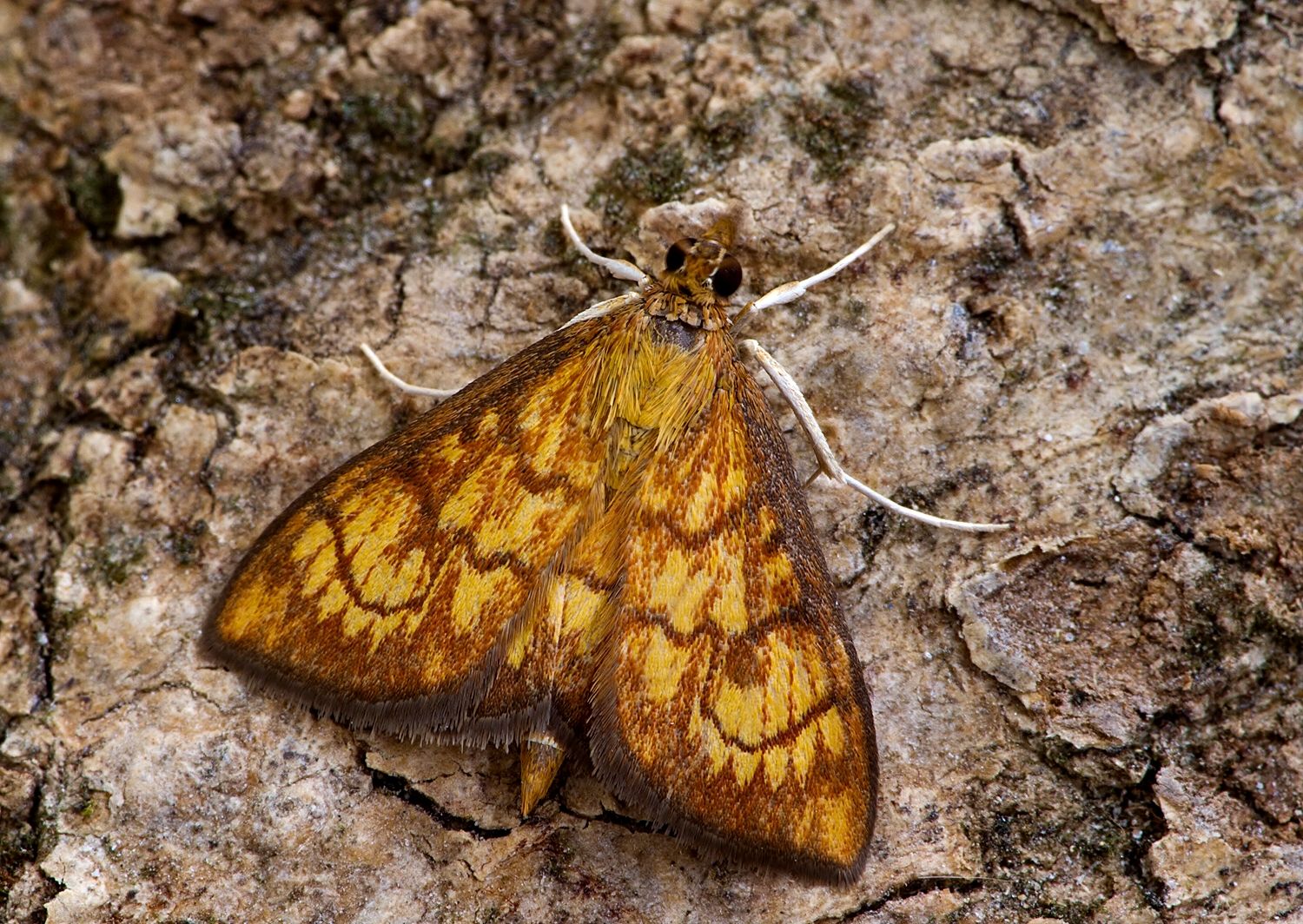 Ecpyrrhorrhoe rubiginalis