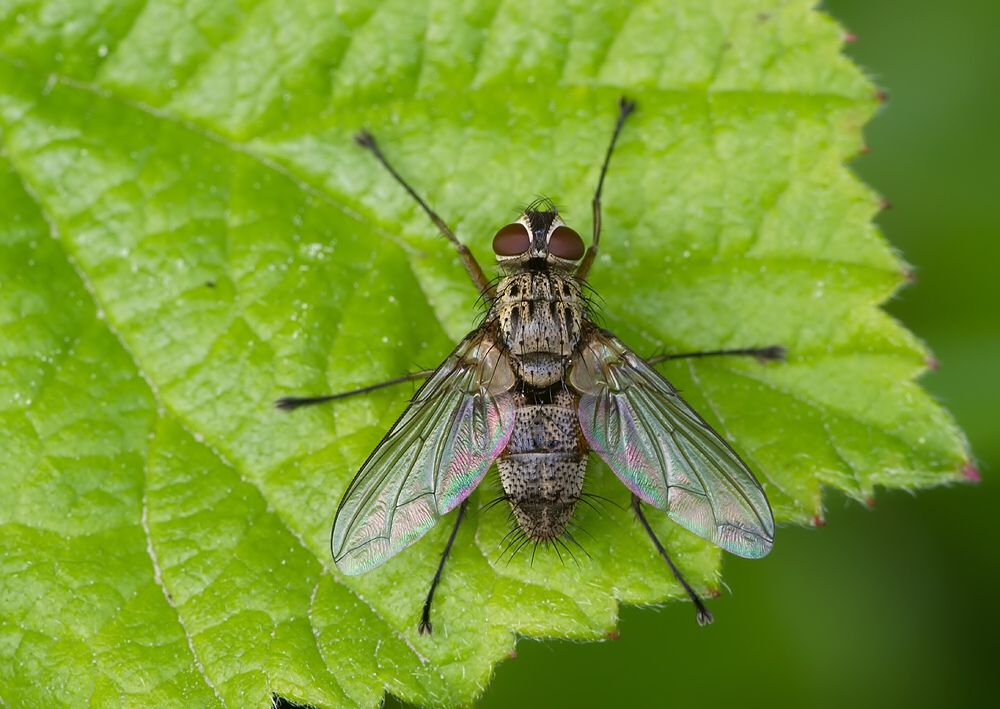Microphthalma europaea