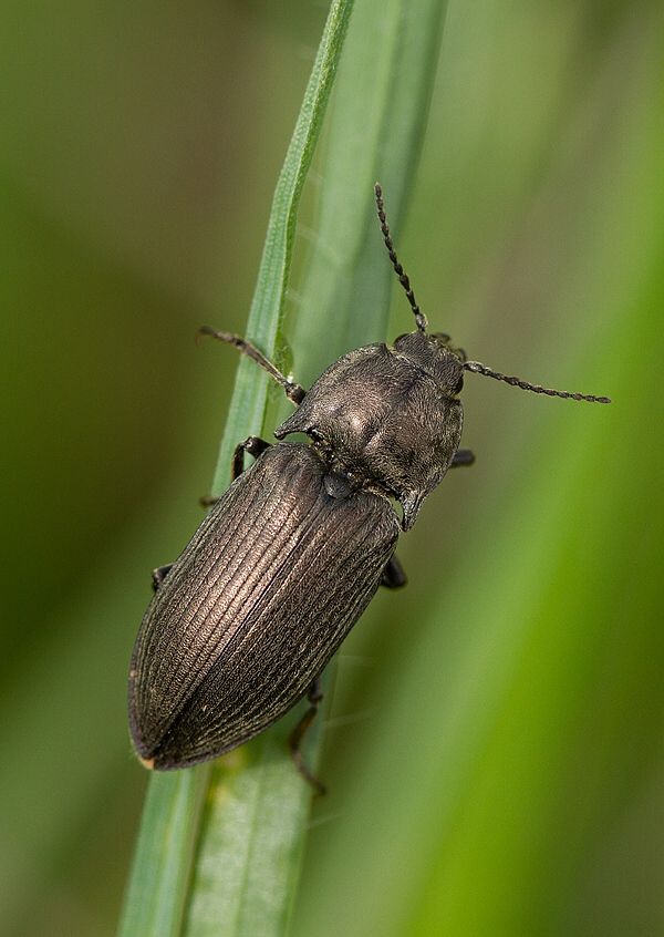 Selatosomus gravidus