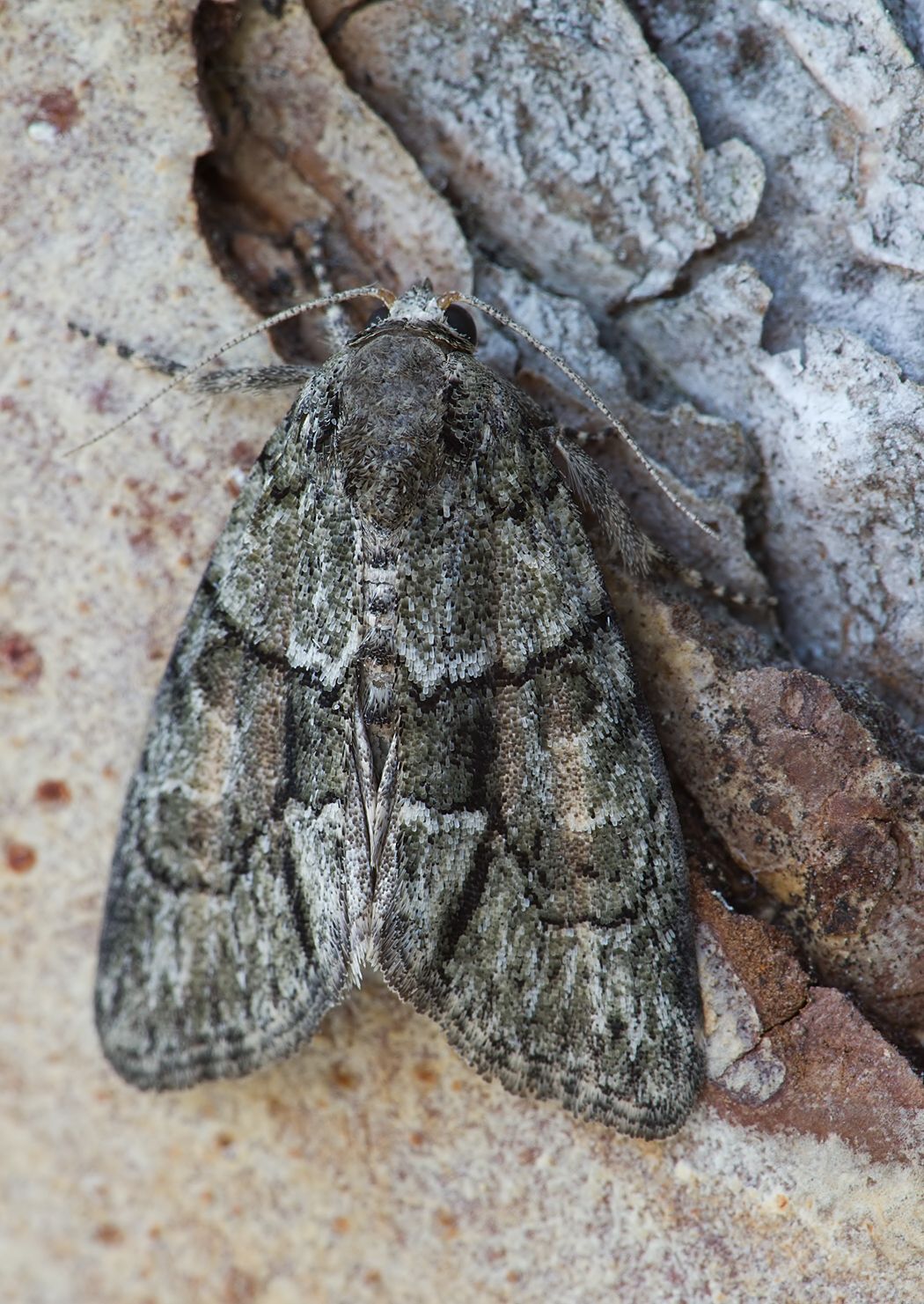 Cryphia fraudatricula