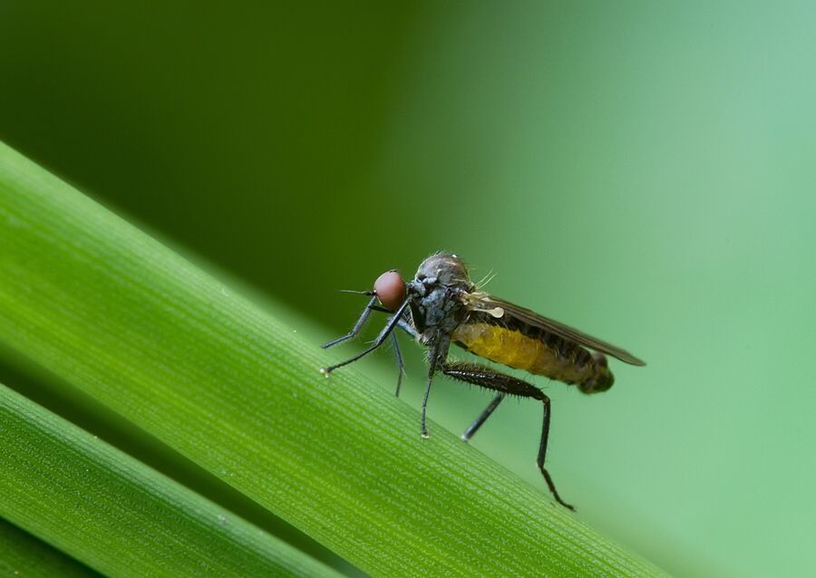 Hybos culiciformis
