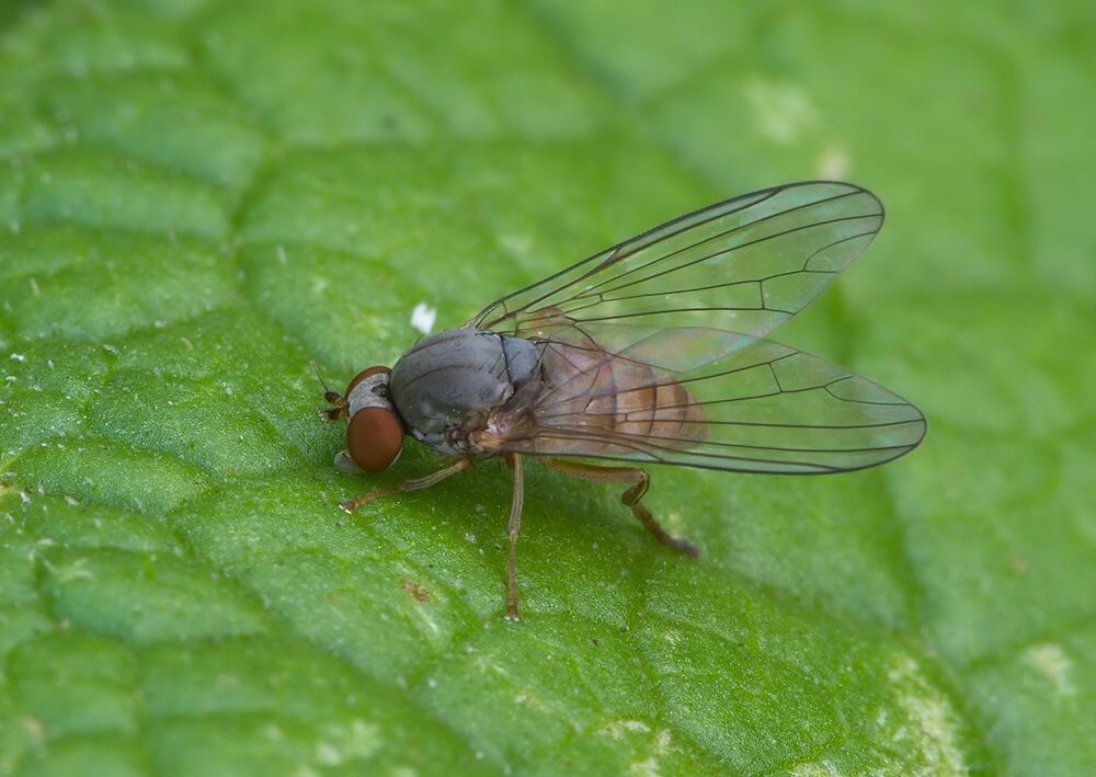 Protoclythia modesta