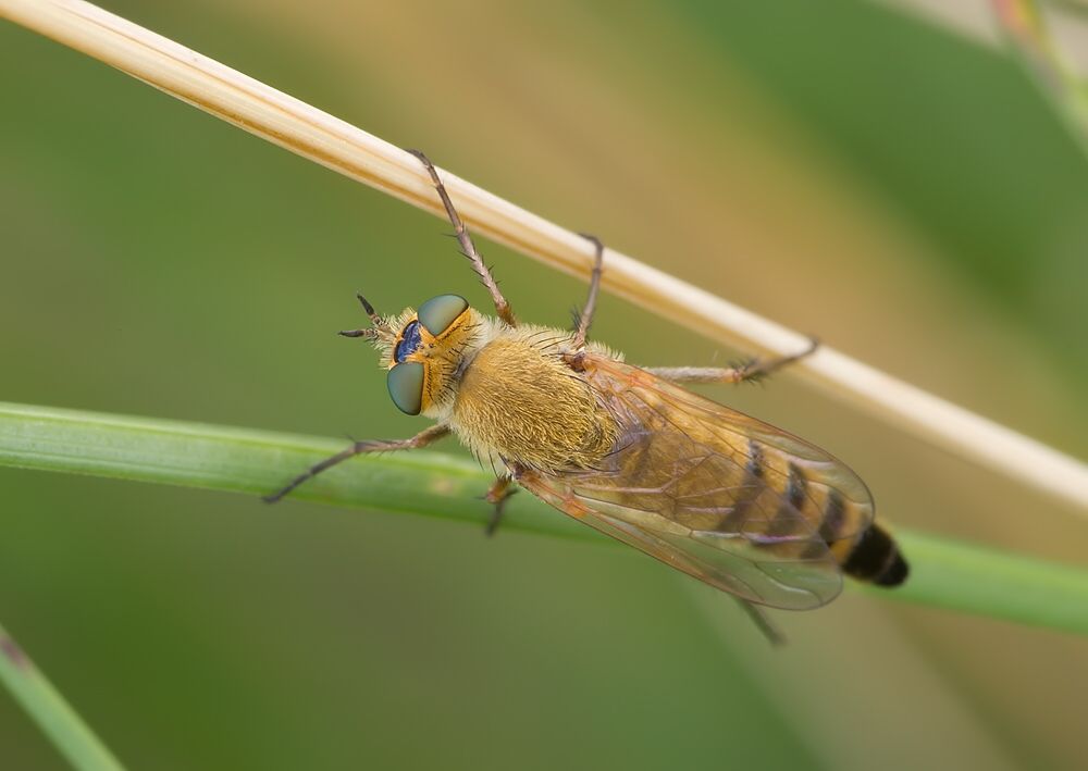 Thereva fulva