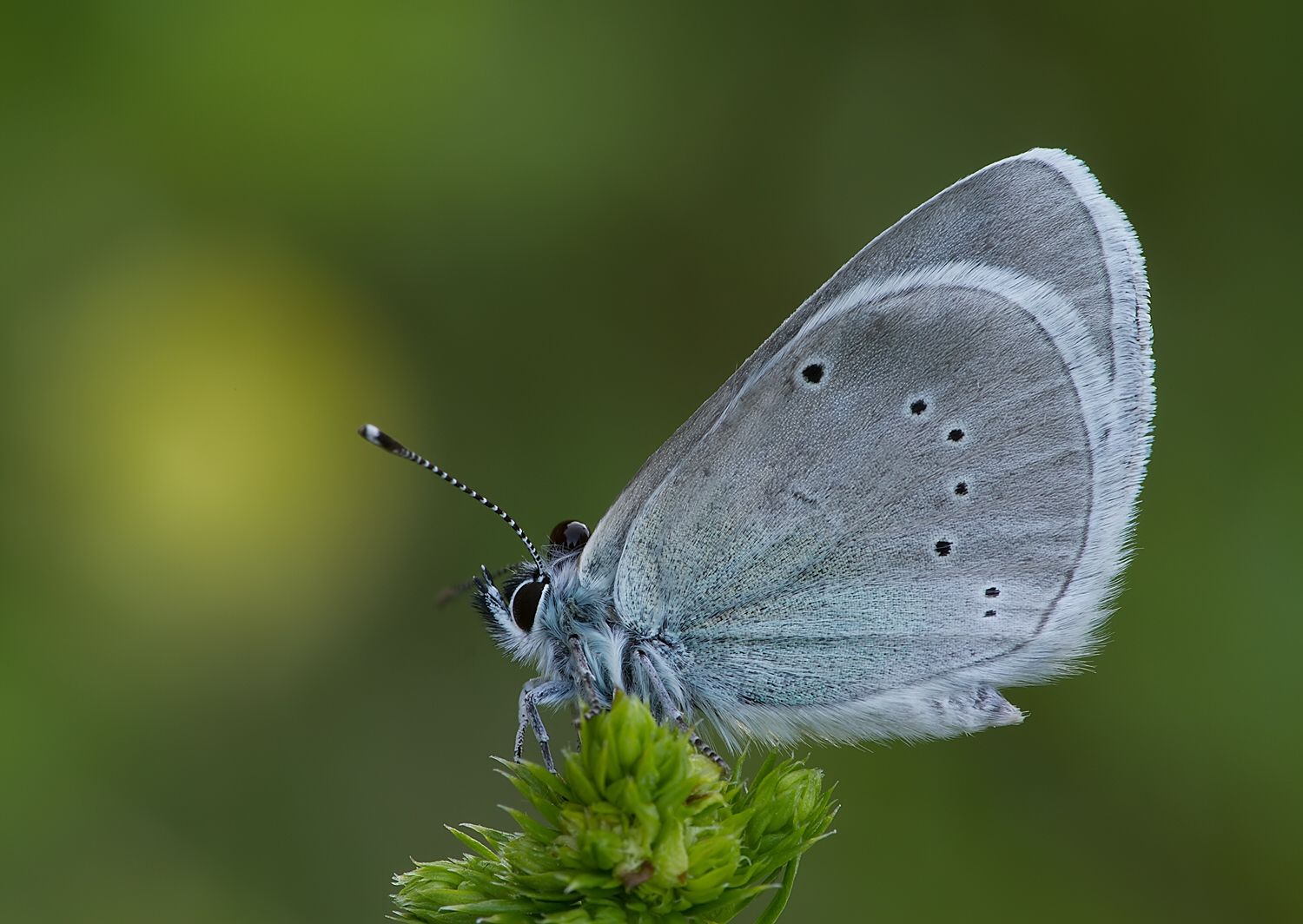 Glaucopsyche alexis