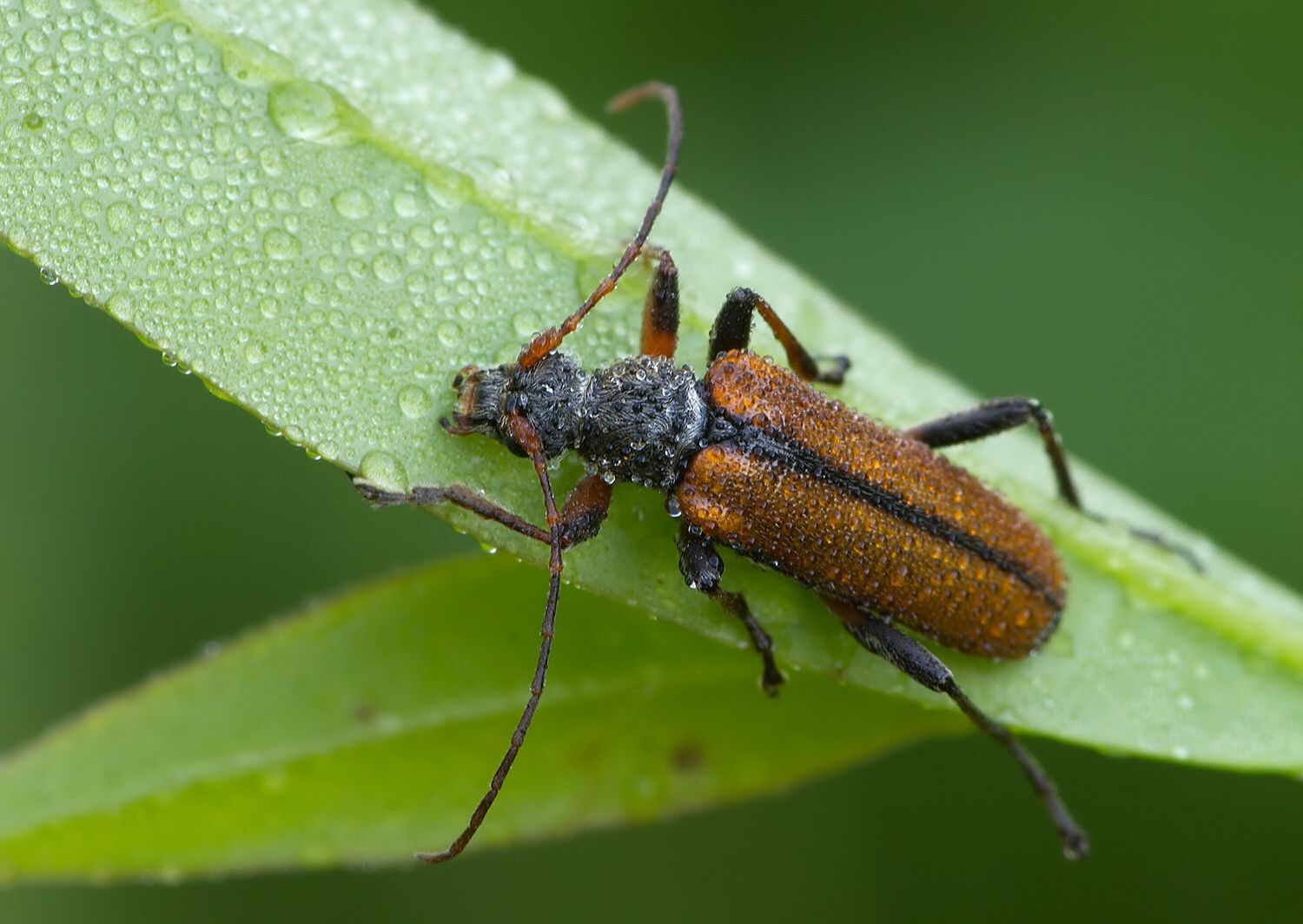 Cortodera humeralis