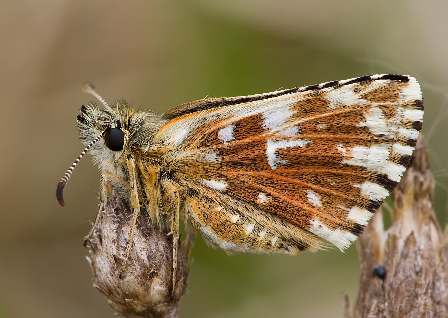 Pyrgus malvae