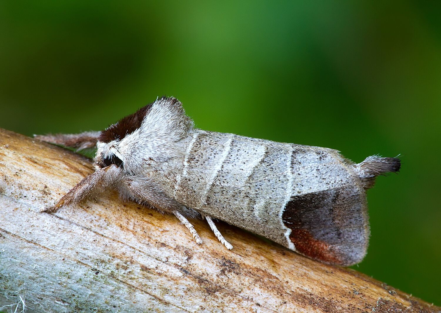 Clostera curtula