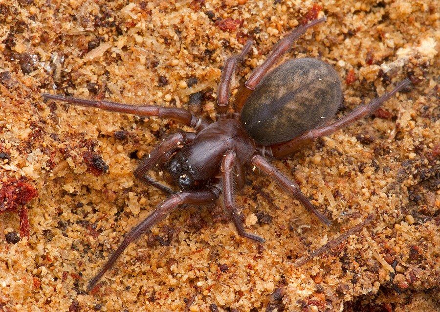 Inermocoelotes inermis