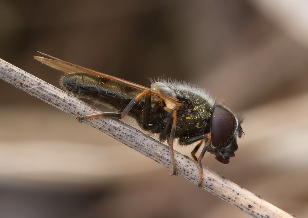 Cheilosia mutabilis