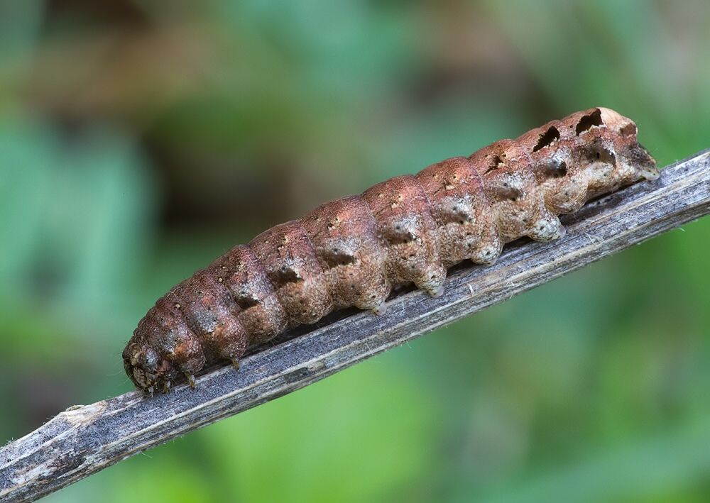 Epilecta linogrisea